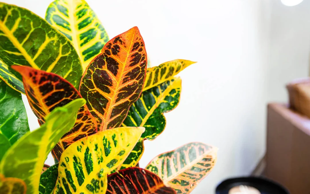 Welcome to Resilient Psychotherapy & Psychiatric Services