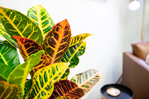 A plant in an office