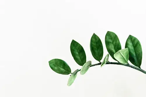 ADD Symptom Help Plant in front of white background