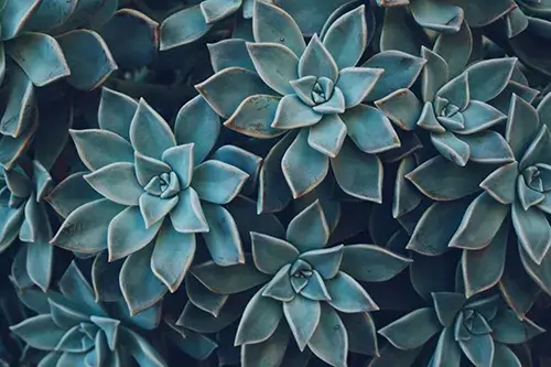 Guide to Relief Succulents