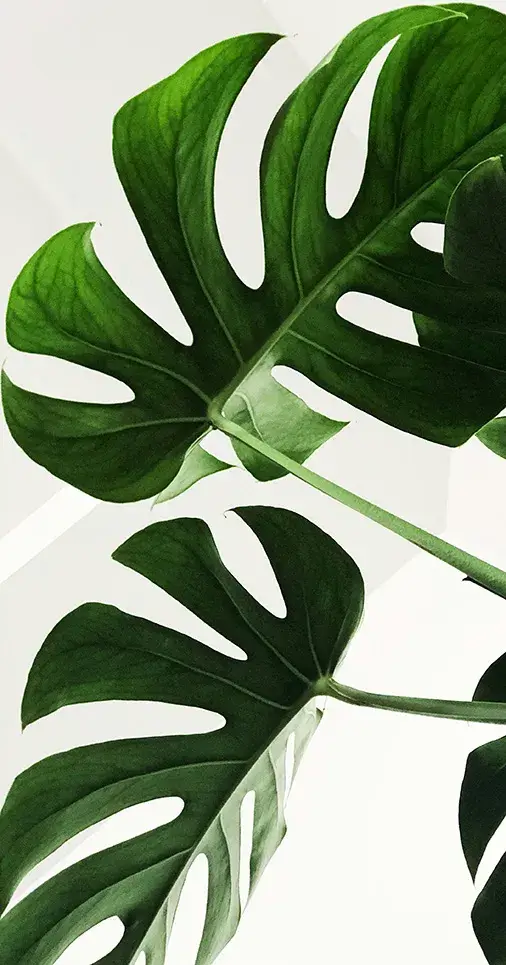 Monstera Leaves Monstera Leaves