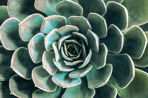 small-succulent The middle of a succulent